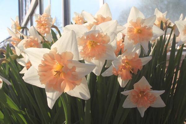 Fruehling   016.jpg